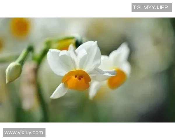 苏伟的奋斗故事:从平凡到卓越的励志人生之路 苏伟的奋斗故事:从平凡到卓越的励志人生之路